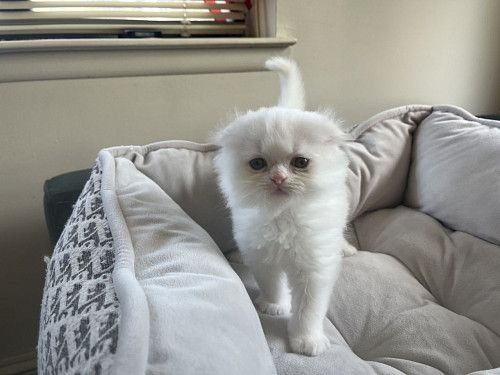Scottish fold male kitten.