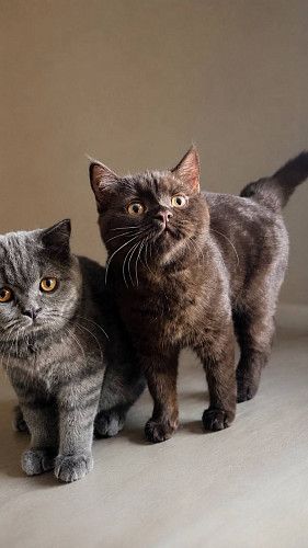 Шотландские котята и коты