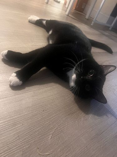 КОТИК ИЩЕТ ДОБРЫЙ ДОМ 