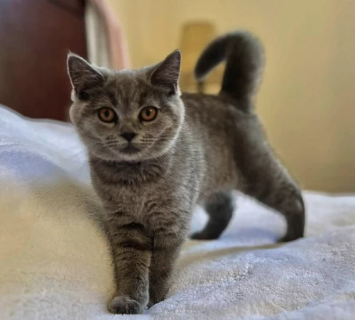 Анастасия, Британские Котята