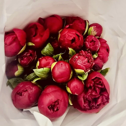 FLOWERSEE