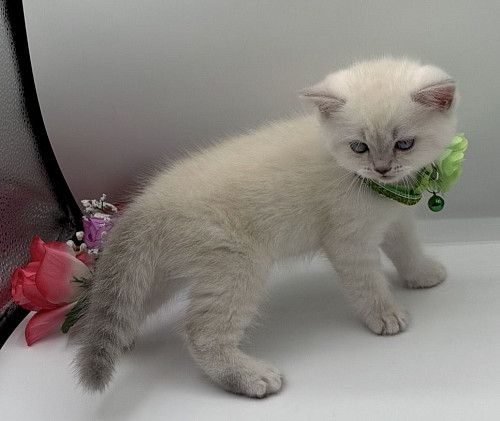 Scottish Kittens