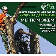 Профессиональная обрезка и удаление деревьев в штате Вашингтон!