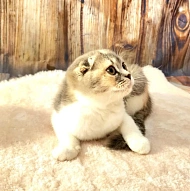 Pure Breed Scottish Fold and Straight Kittens