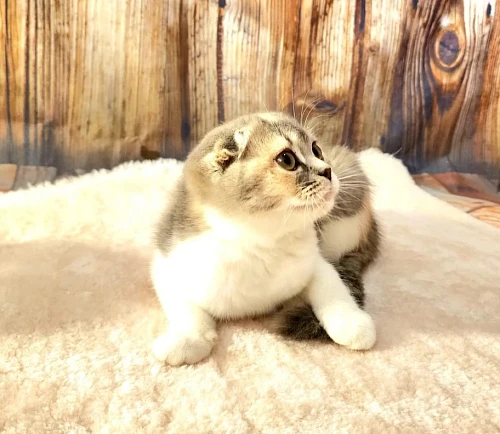 Pure Breed Scottish Fold and Straight Kittens