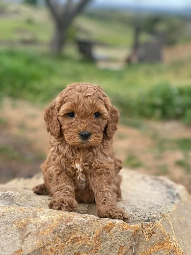 Australian Labradoodle Teddy Bears
