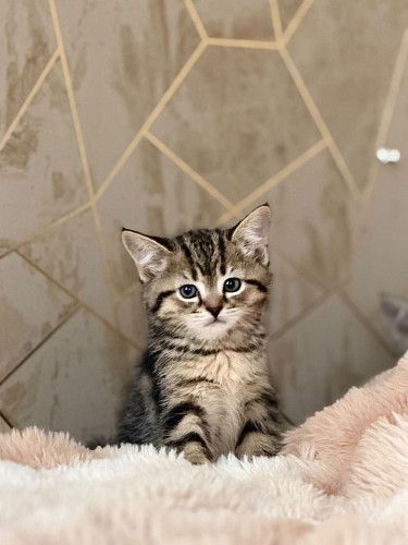 Scottish fold/straight kitten 