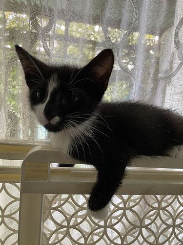 Котенок в добрые заботливые руки