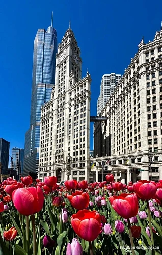 Обзорная экскурсия Добро пожаловать в Чикаго идеально подходит для первого знакомства...