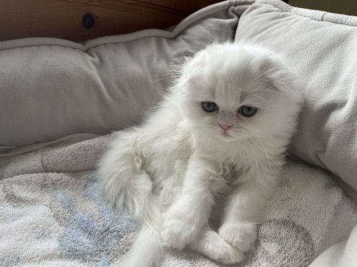 Scottish fold female.