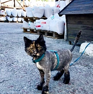 Юлия, Стрижка Котиков