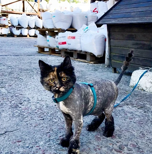 Юлия, Стрижка Котиков