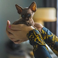 Анастасия, Котята Сфинксов