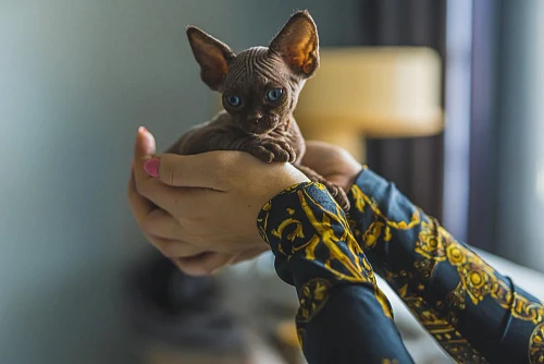Анастасия, Котята Сфинксов