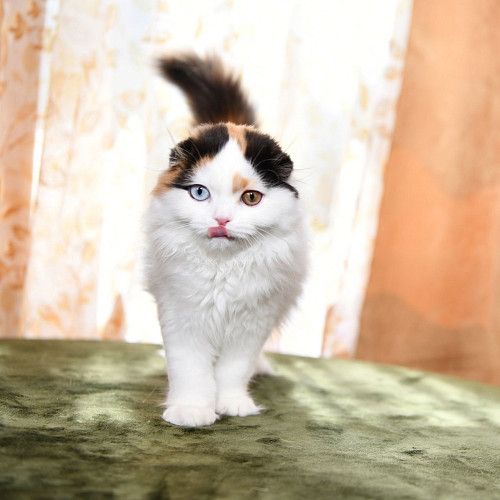 ШОТЛАНДСКИЕ КОТЯТА.  ВЫСШЕГО КАЧЕСТВА.