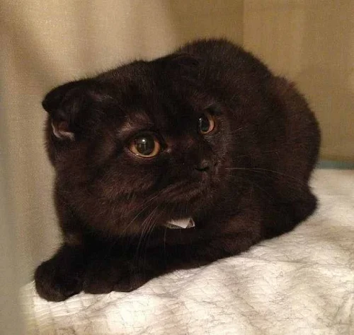 VIPetVIPet, Professional Groomer