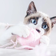 Ragdoll Cats