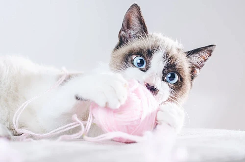 Ragdoll Cats
