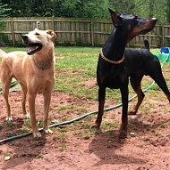 Ali’s doggy daycare - Отель для ваших пушистиков
