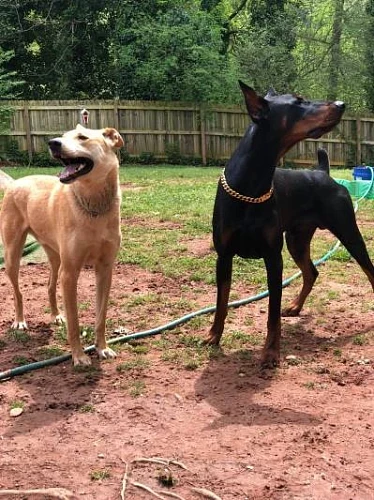 Ali’s doggy daycare - Отель для ваших пушистиков