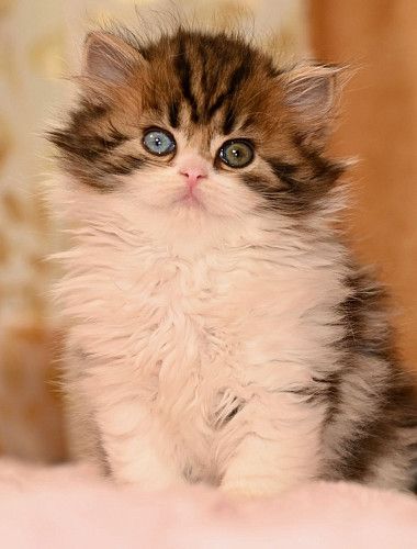 Scottish folds and straight 