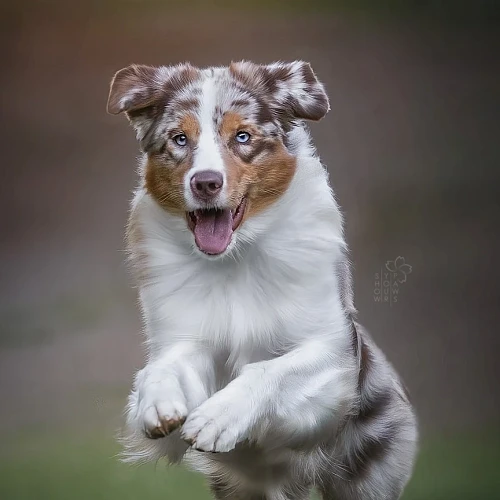 Show your paws