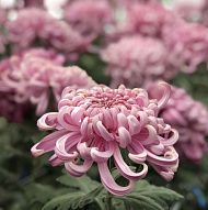 Chrysanthemums