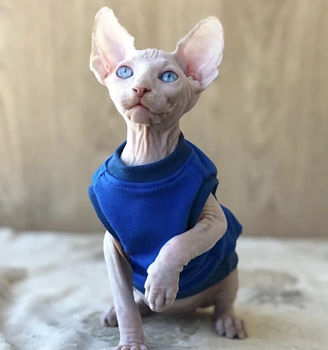 By MY Pet