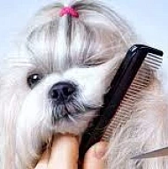 Grooming